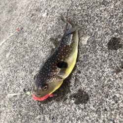 夕まずめ狙い投げ釣り