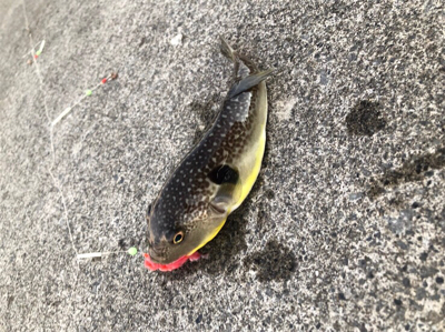 夕まずめ狙い投げ釣り