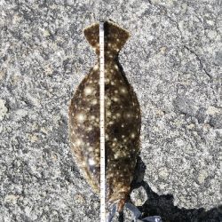 ヒラメとサヨリ