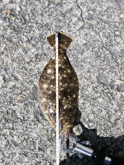 ヒラメとサヨリ