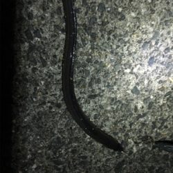 タチウオあか〜ん