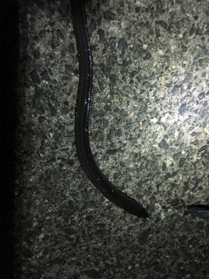 タチウオあか〜ん