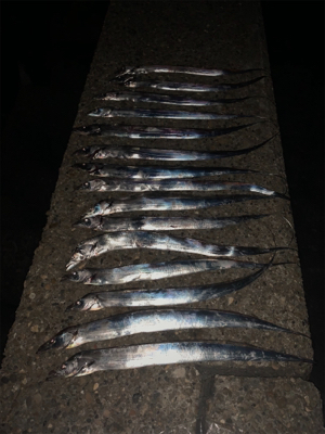 目標10匹❗️…