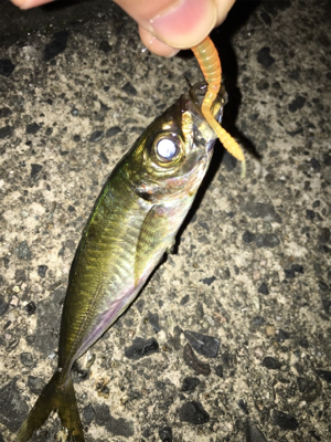 ナイトアジング