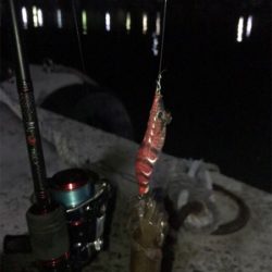 ヒイカ釣り(^.^)