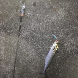 朝まずめサゴシ