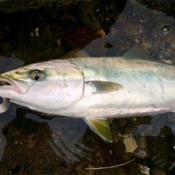 LSJigginger0610〜0730