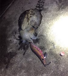 コウイカエギング