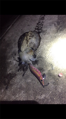 コウイカエギング