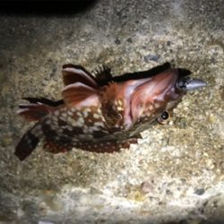 久しぶりのエギング