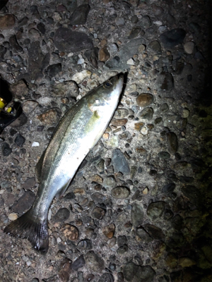 仕事終わりにライトゲーム