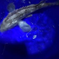 ロックフィッシュ