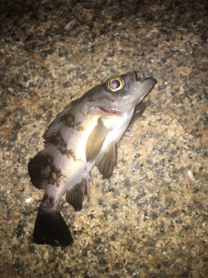 ナイトメバリングゲーム