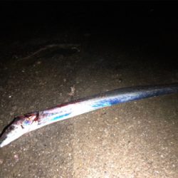 短時間タッチー勝負