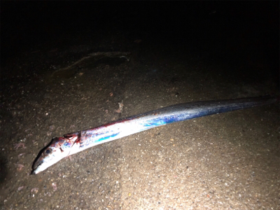 短時間タッチー勝負