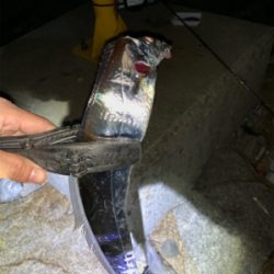 ワインドで2.エサは0