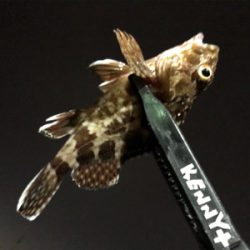 小アジ釣れています。