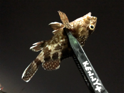 小アジ釣れています。