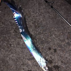 今シーズンベスト釣果!