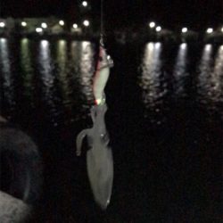 裏切らないヒイカ釣り(^^)
