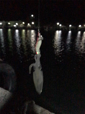 裏切らないヒイカ釣り(^^)