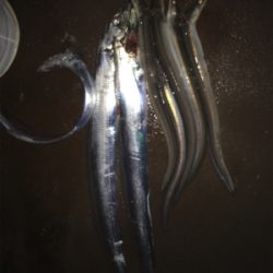 アナゴの方がおいしい！