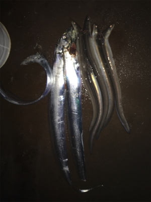 アナゴの方がおいしい！