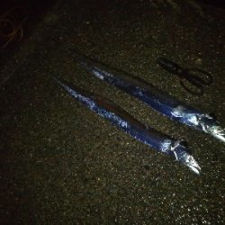 活性高いかも?ただしチビ