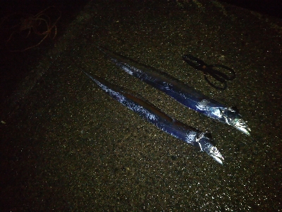 活性高いかも？ただしチビ