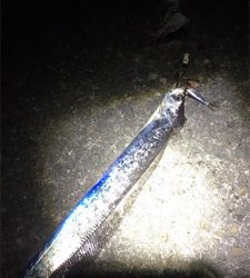太刀魚引き釣り