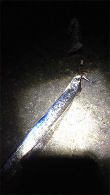 太刀魚引き釣り