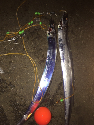 タチウオパラパラ