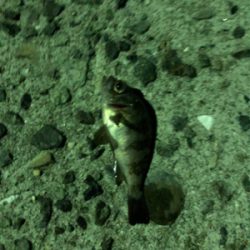 アジング、メバリング