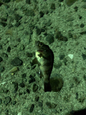 アジング、メバリング