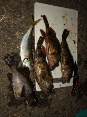 餌師が多かった