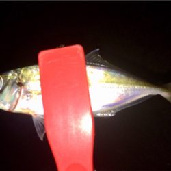 アジンガー1800〜1840