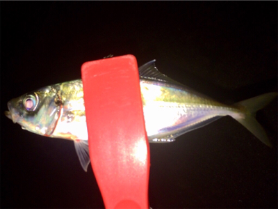 アジンガー1800〜1840