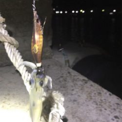 懲りずにヒイカ釣り(^。^)