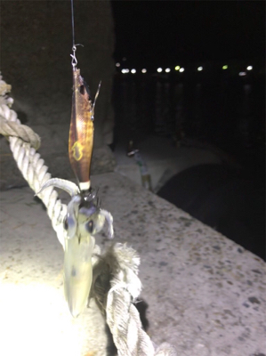 懲りずにヒイカ釣り(^。^)