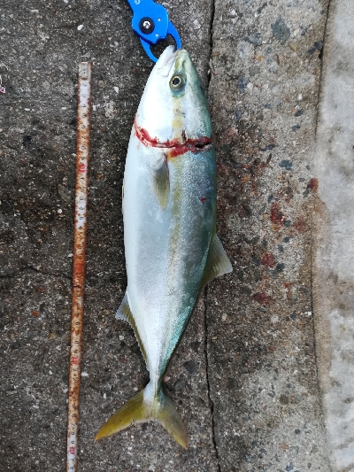 ジグパラブレード