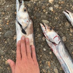 青物が釣りたくて！