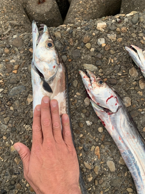 青物が釣りたくて！