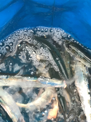 イワシ大漁 毎週