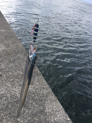 早朝ショアジギング