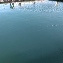 今年最後?の海上釣堀