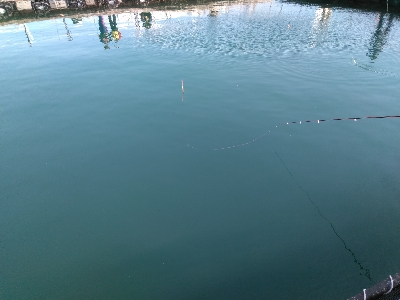 今年最後?の海上釣堀
