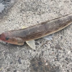 自作テンヤのテスト