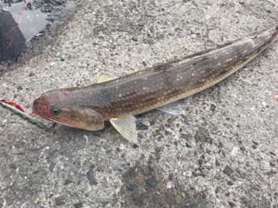 自作テンヤのテスト