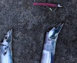 南芦屋浜タチウオ