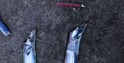 南芦屋浜タチウオ